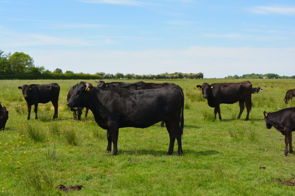 Wagyu køer