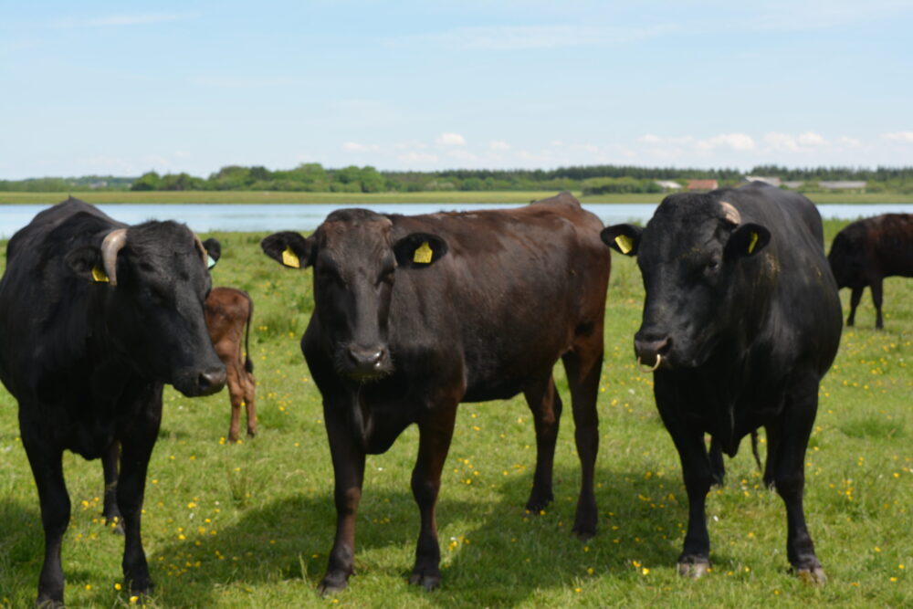 Wagyu køer